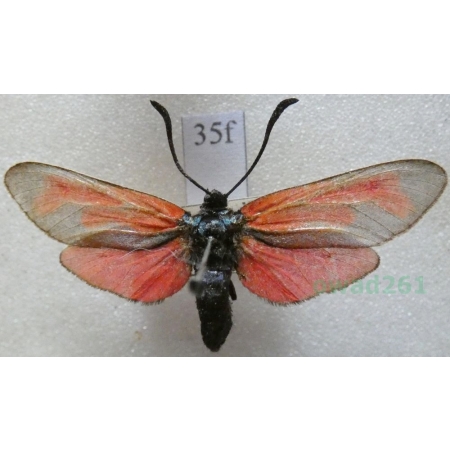 Zygaena osterodensis Reiss, 1921 Czech35f